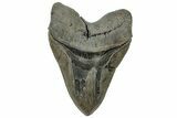 Serrated, Fossil Megalodon Tooth - South Carolina #324263-1
